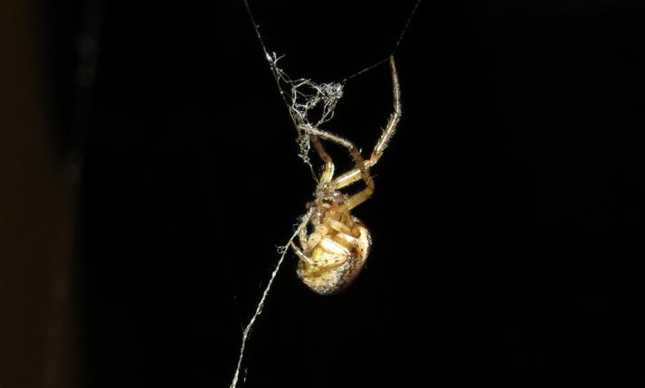 Zygiella atrica?